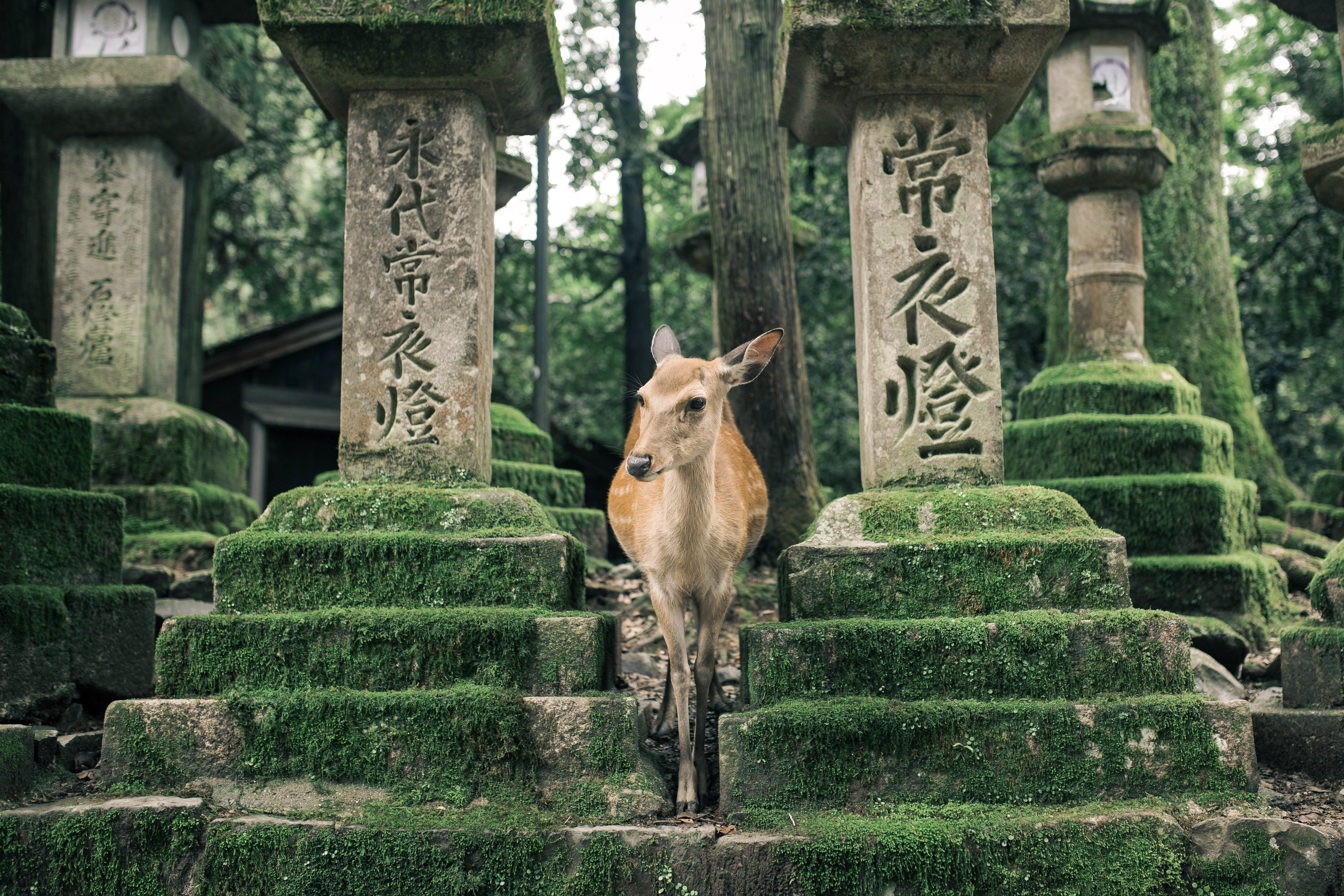 Nara1-unsplash.jpg