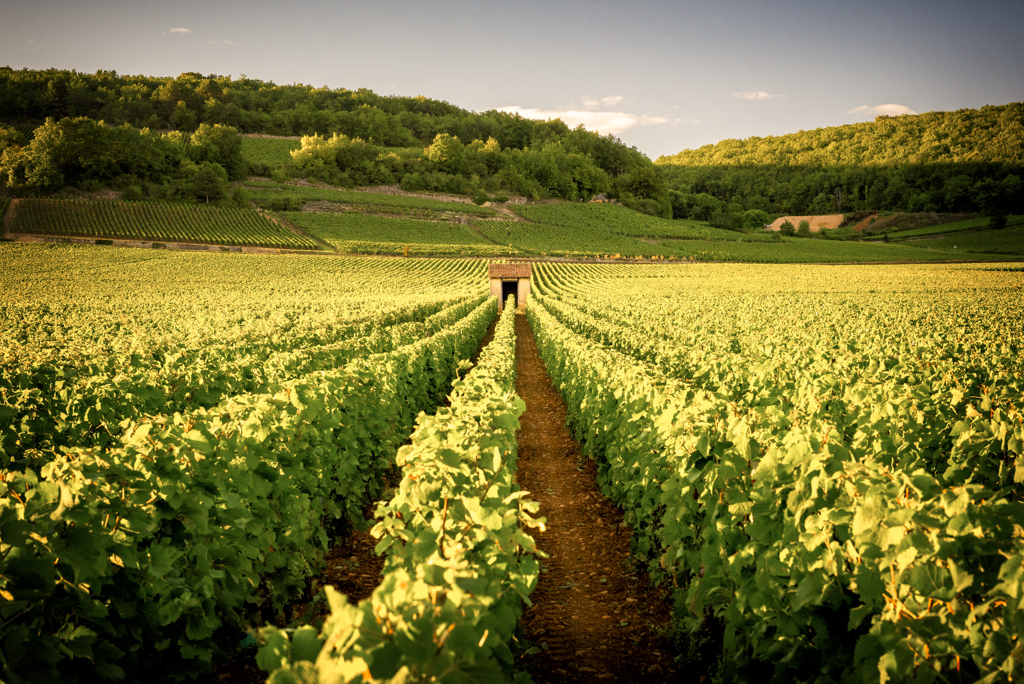 Vineyards in Savigny les Beaune.jpg