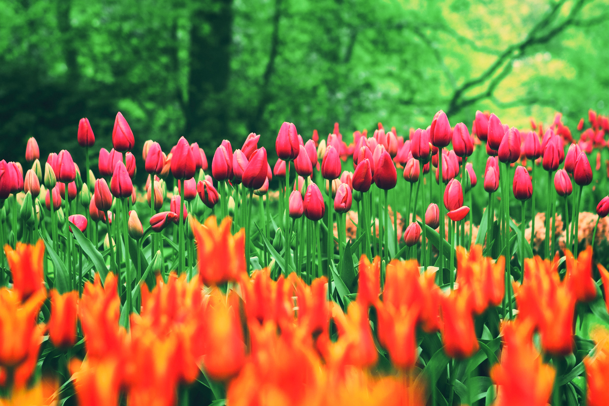 Nederländerna_ Tulips_2_SR_OmtankeBase_Pexels_20251125.jpg